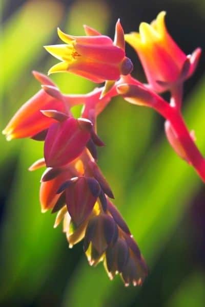 pink echeveria flower