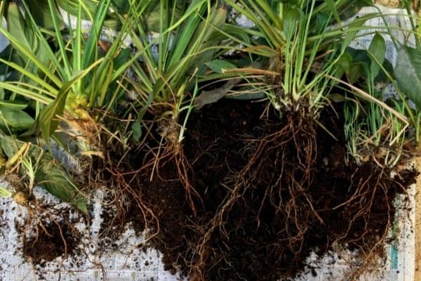 splitting peace lilies