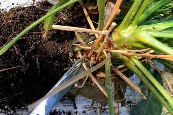 pruning peace lily plant