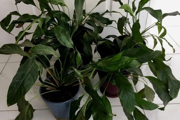 repotting peace lilies