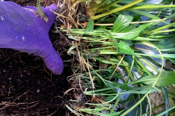 separating peace lilies