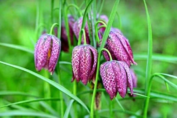 fritillaria flowers