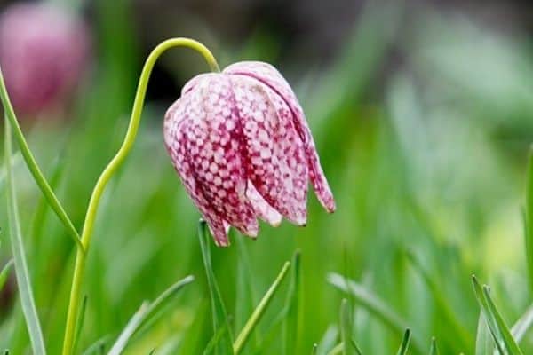 snake head fritillaria flower