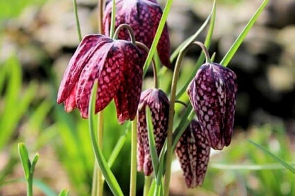 snake head flowers