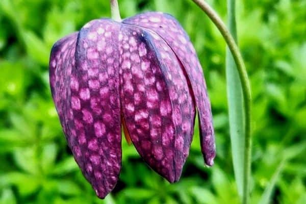 snake head flower