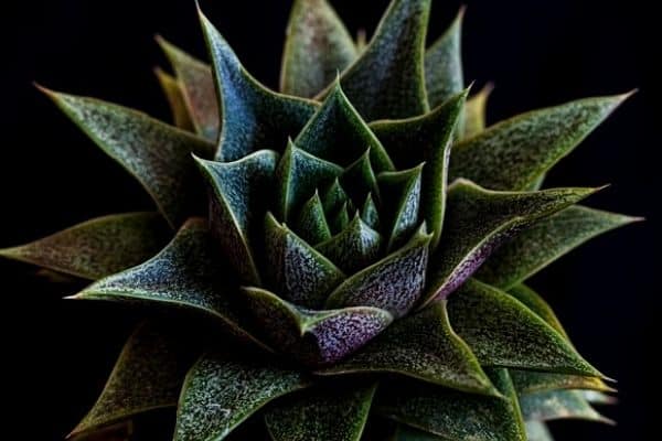 spiky indoor plant