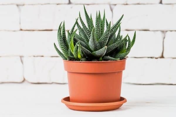 haworthia succulent plant