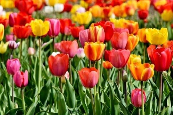 Read more about the article How to Make Tulip Flowers Last Longer