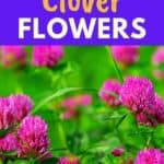 growing clover flowers