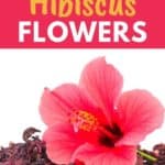 dried hibiscus flowers