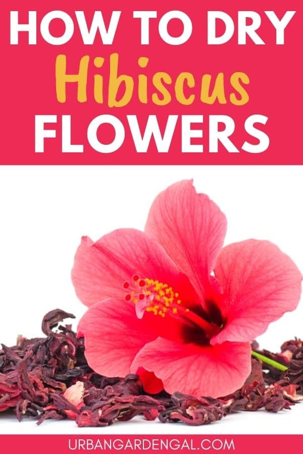 drying hibiscus flowers