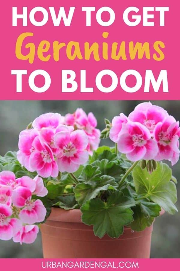 how to get geraniums to bloom