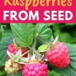 growing raspberries from seed