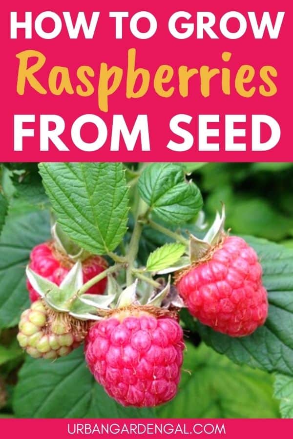 growing raspberries from seed