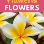 growing frangipani flowers