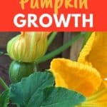 pumpkin growing stages