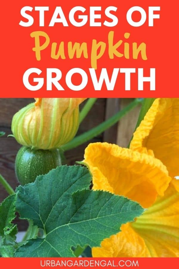 stages of pumpkin growth