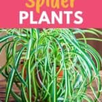 spider plant watering schedule