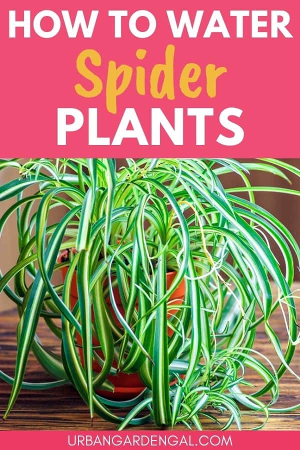 watering spider plants