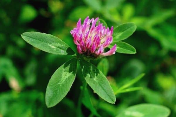 clover flower in the garden