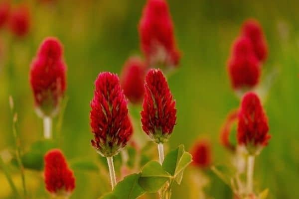 crimson clover flowers