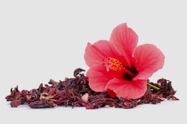 How To Dry Hibiscus Flowers Urban