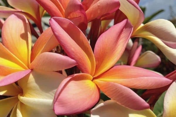 frangipani flowers