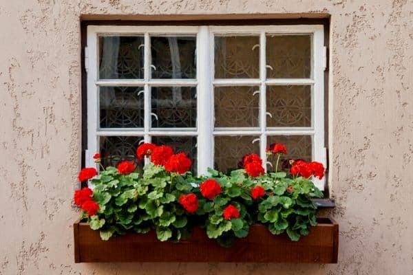 geranium flowers in a window box