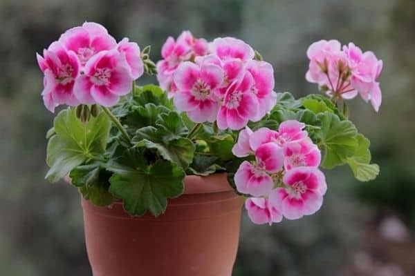 geranium plant in a pot