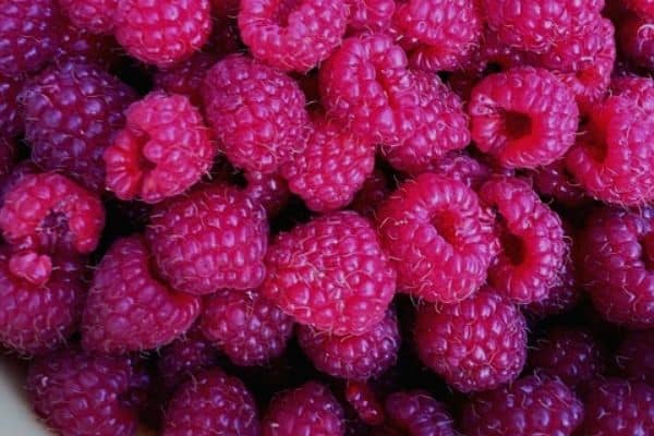 harvesting raspberries