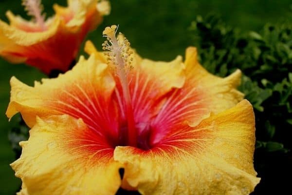 hibiscus flowers