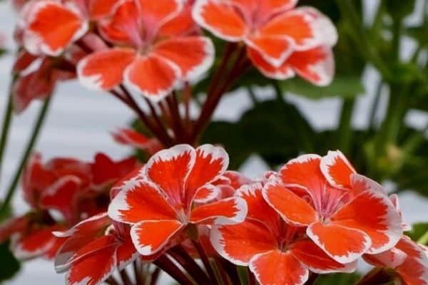 orange geranium flowers