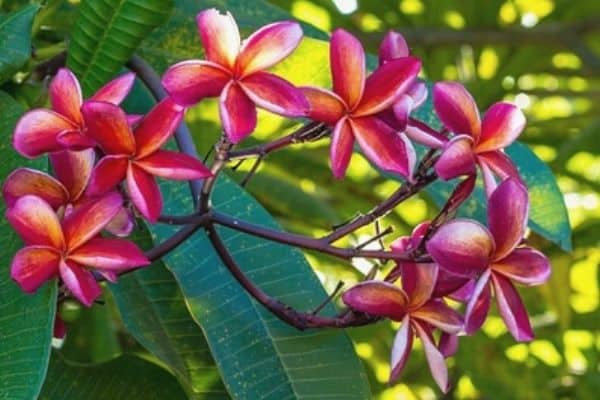 plumeria flowers on a tree