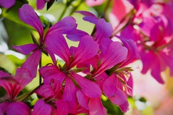 pink geranium flowers