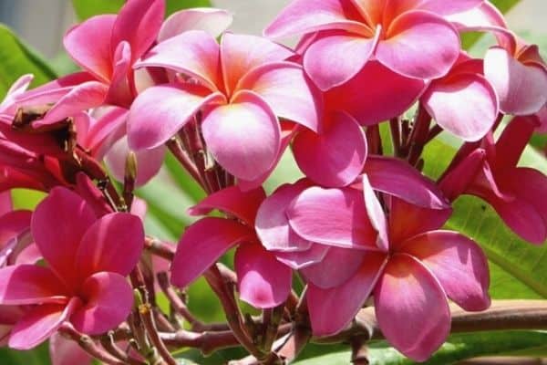 pink plumeria flowers