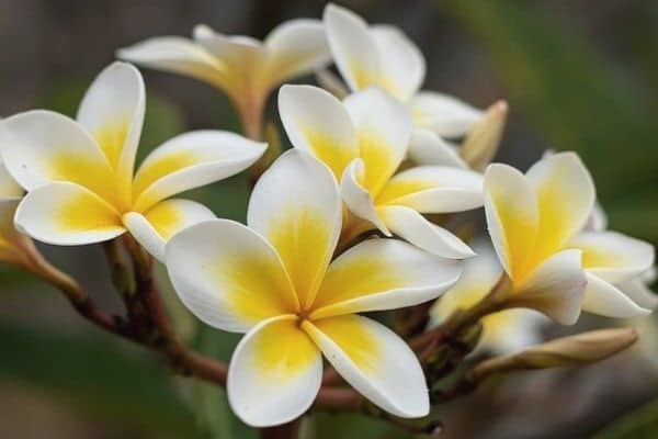 plumeria flowers