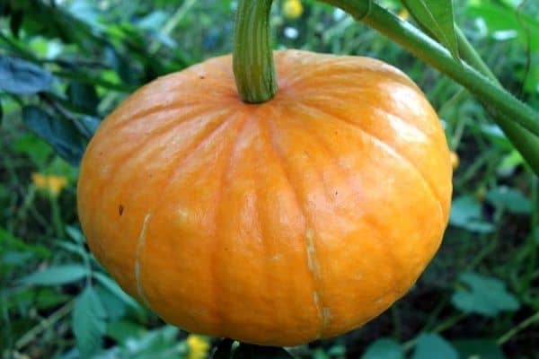 pumpkin plant