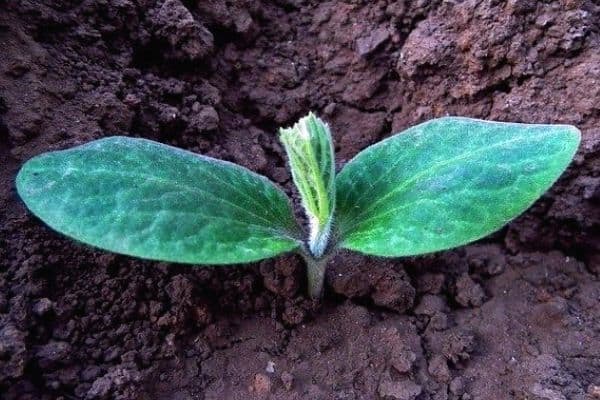 pumpkin seedling