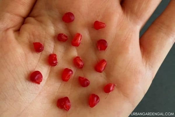 raspberry drupelets