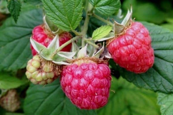 seed grown raspberry plants