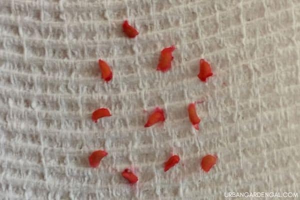 raspberry seeds on paper towel