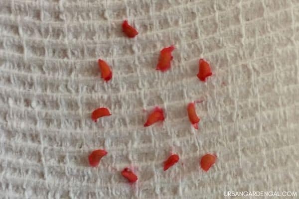raspberry seeds on paper towel