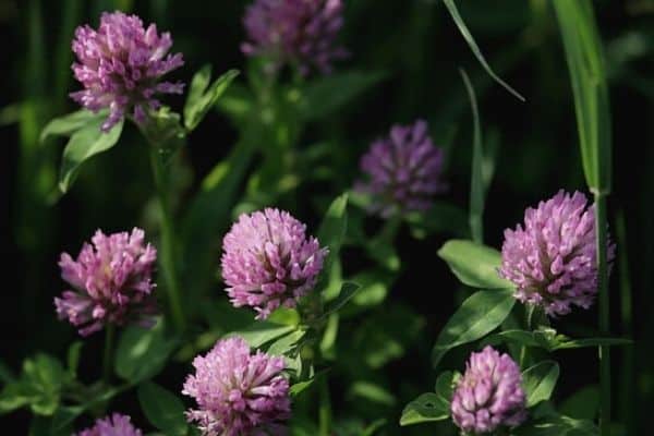 clover flowers