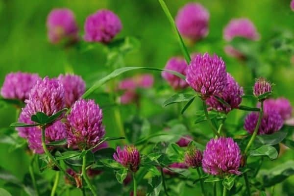 Read more about the article How To Grow Clover Flowers