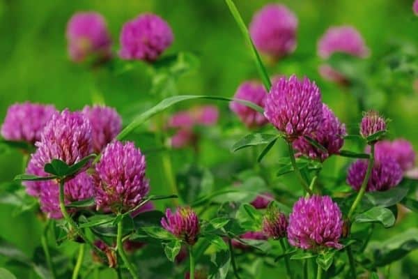 red clover flowers