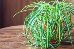 spider plant watering