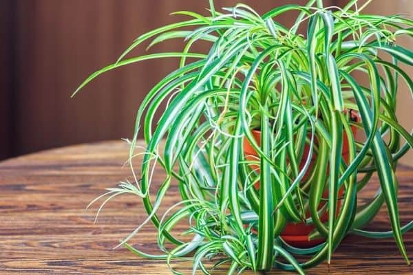 spider plant on a table