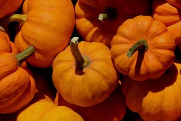 storing pumpkins