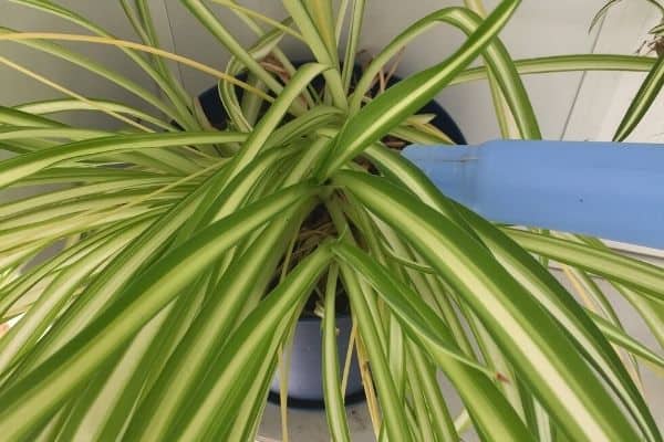watering a spider plant