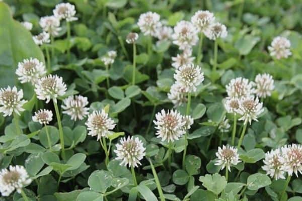 white clover flowers